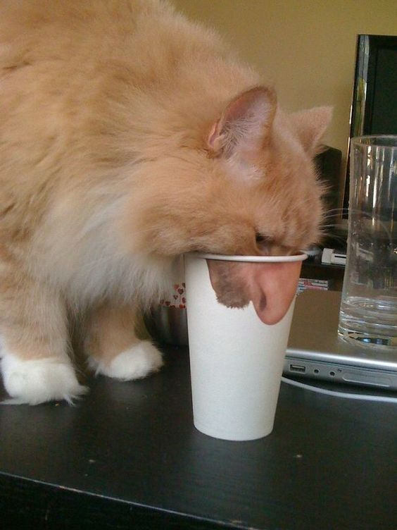 This image captures a fluffy orange-and-white cat with its entire head stuck inside a small white paper cup. The cat is positioned on a dark desk, with its front paws planted firmly as it leans into the cup, seemingly trying to reach something inside. In the background, a clear glass of water and the edge of a laptop are visible, setting a casual indoor scene. The moment is both funny and wholesome, highlighting the silly, curious nature of pets.