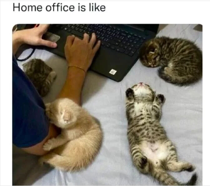 A humorous and relatable meme illustrating the experience of working from home. The image features a person (only their arms and part of their torso visible, wearing a blue shirt) typing on a black laptop. Surrounding the person and laptop are four small kittens: one curled up near the person's left arm, another lying next to the laptop, a third sleeping on its back with paws extended upward on the right side, and a fourth possibly near the keyboard. At the top of the image, the text 'Home office is like' is displayed, humorously suggesting that remote work often involves cute, distracting pets, blending productivity with cozy chaos.