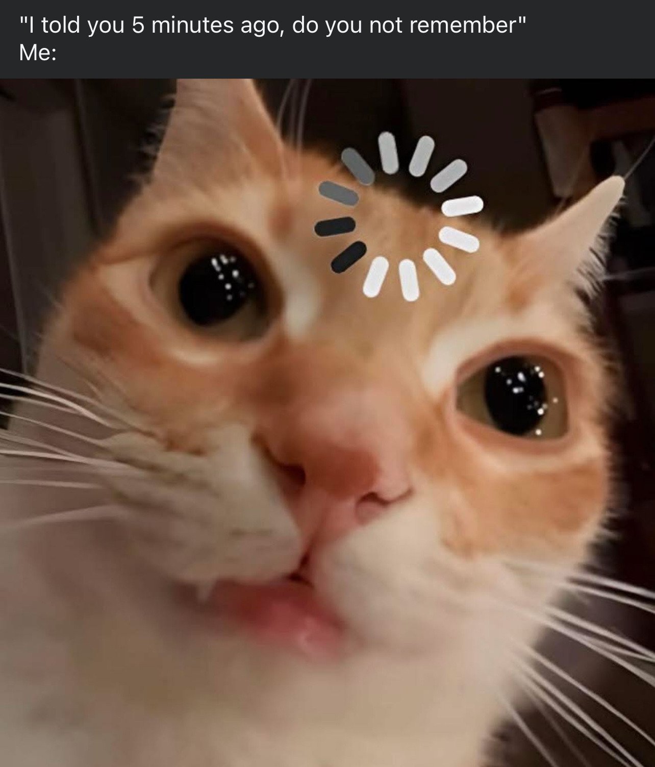 This meme depicts a relatable joke about bad short-term memory. The top text presents a line someone says: "I told you 5 minutes ago, do you not remember", followed by "Me:". The visual below is a close-up of a wide-eyed orange and white cat with its mouth slightly open, appearing stunned. A circular loading spinner (common buffering icon from Apple operating systems) is overlaid on the cat's forehead, humorously representing that the user's brain is still loading/processing and cannot retrieve the memory of the information they were told 5 minutes prior. The joke resonates with people who experience frequent forgetfulness or brain fog.