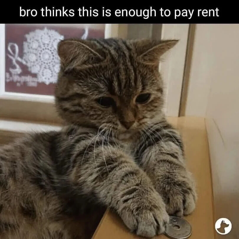 A meme featuring a sad-looking tabby cat lying on a cardboard box. The cat has its front paws resting near a small coin, and the top text reads 'bro thinks this is enough to pay rent'. The image humorously personifies the cat as someone naively believing a single coin suffices for rent, leveraging relatable financial stress for comedic effect.