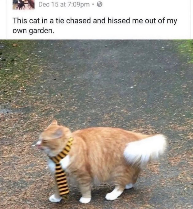 The image is a screenshot of a public social media post timestamped December 15 at 7:09pm. The post text states that the poster was chased and hissed out of their own garden by a cat wearing a tie. Below the text is a photograph of a chubby orange and white domestic cat standing on a paved outdoor path, wearing a black and yellow striped necktie, with an aggressive, hissing expression. The humor derives from the absurd contrast between the cat's formal, silly clothing and its hostile territorial behavior that frames the cat as the authoritative owner of the garden.