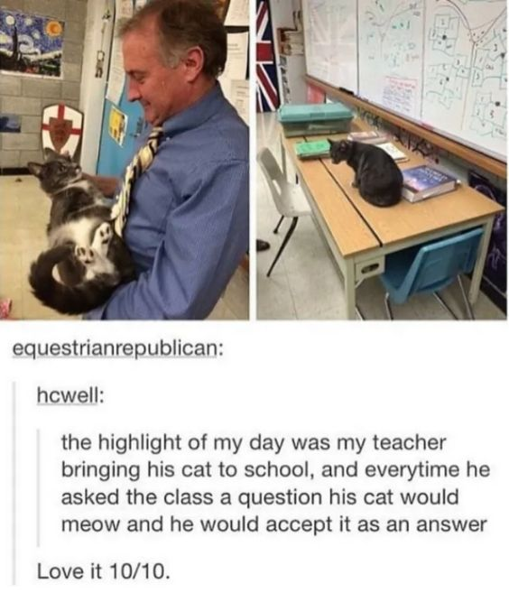 This meme consists of two classroom photos paired with a Tumblr comment thread. The left photo shows a male teacher in a blue shirt and tie holding a relaxed tabby cat, with classroom decor like posters and a shield in the background. The right photo features a black cat sitting on a student's desk, next to books and a whiteboard with maps. Below the images, user 'hcwell' shares a wholesome anecdote: the highlight of their day was their teacher bringing his cat to school, where every time the teacher asked a class question, the cat would meow, and the teacher would accept the meow as a valid answer. They rate the experience 10/10. The humor comes from the silly, warm dynamic of the teacher treating his cat's input seriously, creating a lighthearted, positive classroom moment.