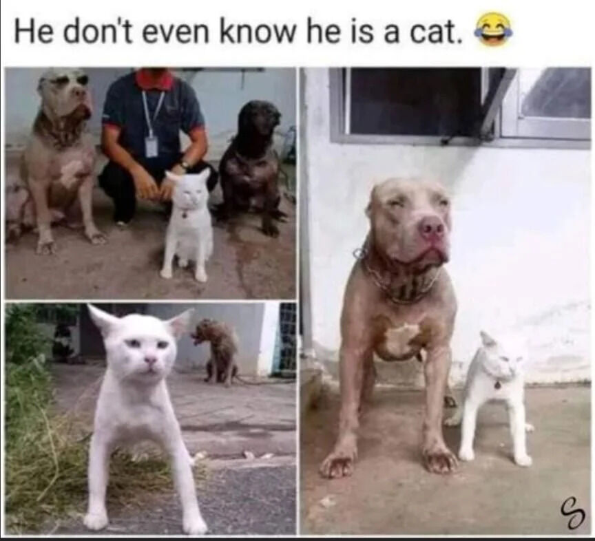 A wholesome meme consisting of a four-panel collage featuring a small white cat consistently sitting among large dogs, creating a humorous contrast. The top text reads 'He don't even know he is a cat.' with a laughing emoji, emphasizing the cat's apparent comfort and integration with the dogs. The panels show various angles of the white cat sitting calmly between or beside large, muscular dogs, reinforcing the joke that the cat behaves like a dog.