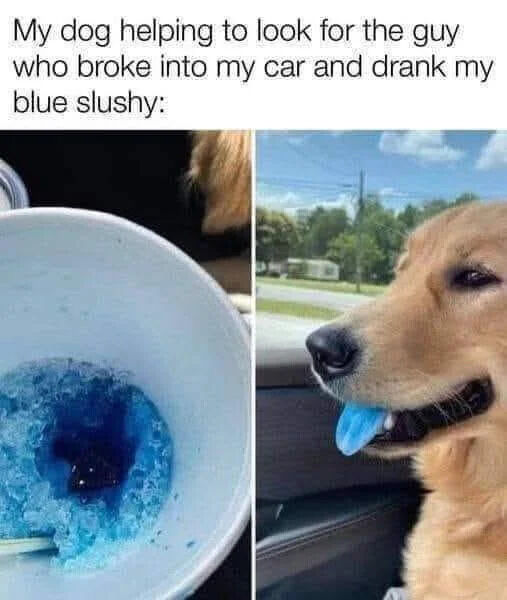 A two-panel meme featuring a humorous scenario with a dog. The top text reads: 'My dog helping to look for the guy who broke into my car and drank my blue slushy:'. The left panel shows a close-up of a white cup containing partially melted blue slushy. The right panel displays a golden retriever inside a car, holding a blue object (likely part of the slushy cup or lid) in its mouth, appearing to 'assist' in searching for the thief. The humor stems from the dog's earnest demeanor in 'helping' by holding the slushy remains.