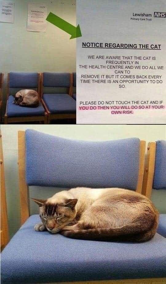This is a two-panel photo meme. The top panel shows the waiting area of the Lewisham NHS Primary Care Trust, with blue public seating, a Siamese cat curled asleep on one chair, and a green arrow pointing to an official printed notice. The notice informs visitors that staff are aware the cat frequently enters the clinic, and while they make every effort to remove it, it always returns when given the chance, warning visitors not to touch the cat as doing so is at their own risk. The bottom panel is a close-up shot of the same Siamese cat, peacefully curled up and sleeping on the waiting room chair, completely unbothered by the official notice banning its presence. The humor derives from the absurdity of a formal public health notice being issued for a stubborn, rule-ignoring cat that has claimed the clinic waiting room as its own.