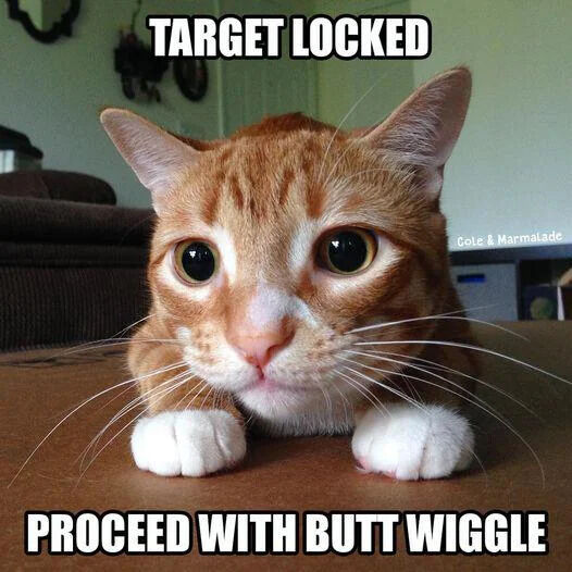 A humorous meme featuring an orange tabby cat with white paws lying on a surface, displaying a focused and alert expression with wide eyes. The cat's body is positioned as if preparing to pounce, with front paws extended forward. Bold white text at the top reads 'TARGET LOCKED' and at the bottom 'PROCEED WITH BUTT WIGGLE', playfully referencing the common cat behavior of wiggling their hindquarters before pouncing. A watermark 'Cole & Marmalade' is visible on the right side of the image.