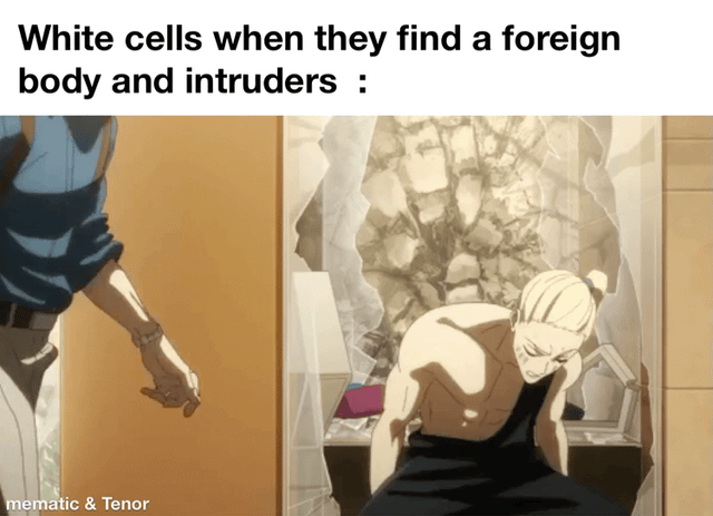 A four-panel meme using anime-style illustrations to humorously personify white blood cells' aggressive response to foreign bodies and intruders. Each panel features the same top text: 'White cells when they find a foreign body and intruders :'. The first panel shows a muscular man in a blue shirt standing over a shocked, shirtless figure; the second panel depicts the blue-shirted man grabbing a blonde character by the hair, who appears distressed; the third and fourth panels are extreme close-ups of the blue-shirted man's angry, determined face with goggles, emphasizing intensity. Watermarks 'mematic & Tenor' are visible at the bottom left of each panel.