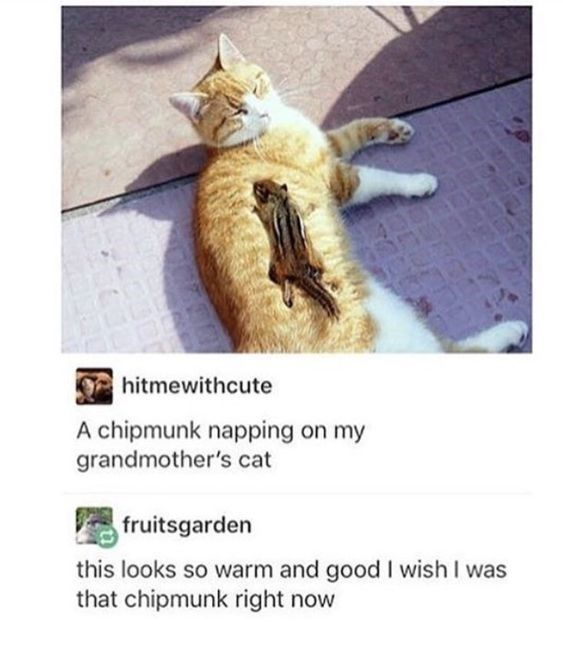 This image is a screenshot of a Tumblr thread featuring a cute photograph of an orange and white domestic cat lying relaxed on sun-warmed pavement, with a small chipmunk peacefully napping on the cat's furry belly. The original poster shares that the cat belongs to their grandmother, and a second user replies that the scene looks so warm and cozy that they wish they could trade places with the napping chipmunk. The image captures an unexpected, adorable interspecies moment of relaxation.