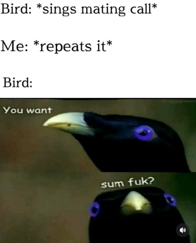 A two-panel meme featuring a black bird with purple eyes. The top text sets up a scenario: 'Bird: *sings mating call*', 'Me: *repeats it*', followed by 'Bird:'. The first panel shows the bird with the text 'You want' and the second panel shows the bird looking directly at the viewer with 'sum fuk?' (slang for 'some fuck'), creating a humorous misunderstanding where the bird interprets the repeated mating call as a sexual advance.