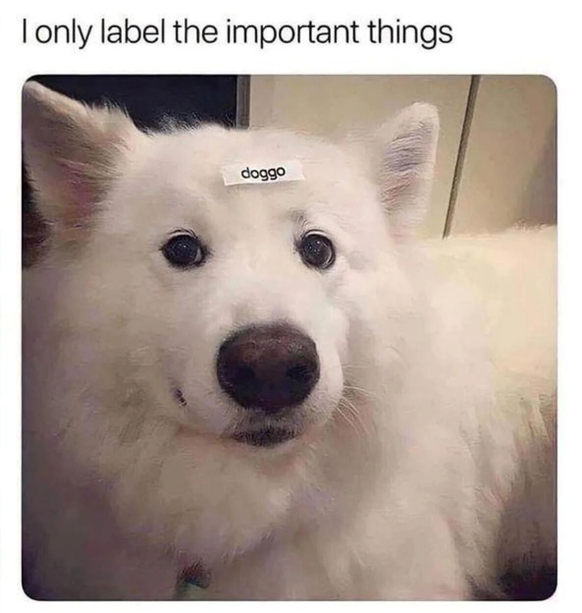 A wholesome meme featuring a close-up photograph of a white fluffy dog (likely a Samoyed) with a small rectangular label reading 'doggo' taped to its forehead. Above the image, a text caption states: 'I only label the important things'. The dog has a calm, slightly curious expression with large dark eyes and perked ears. The background appears to be an indoor setting with beige walls and a dark door frame. The humor arises from the irony that the only 'important thing' labeled is the dog itself, emphasizing its cuteness and importance.