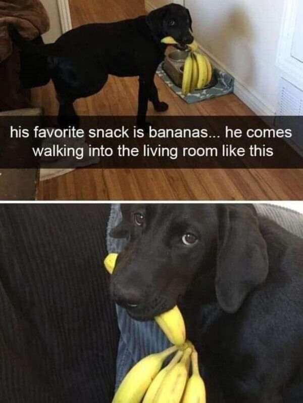 This is a two-panel wholesome meme featuring a black Labrador retriever. The top panel shows the full body of the dog standing in a home hallway, holding an entire bunch of yellow bananas in his mouth, with a dog bed holding more bananas visible in the background. The bottom panel is a close-up shot of the same dog looking directly at the viewer with wide, gentle, proud eyes, still holding the full banana bunch in his mouth. A text overlay on the top panel explains that bananas are the dog's favorite snack, and he walked into the living room holding the whole bunch like this. The meme is lighthearted and cute, highlighting the dog's adorable enthusiasm for his favorite food.