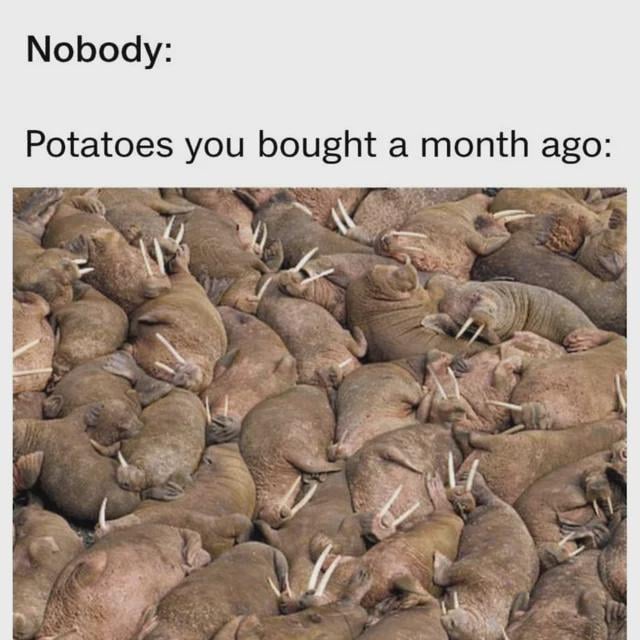 This image macro meme uses a visual pun to make a relatable joke about forgotten potatoes. It follows the classic "Nobody:" format, where no outside prompt is given, then shows the state of potatoes left unused for a whole month. A photo of a densely packed herd of walruses, with all their visible tusks, is used to visualize the sprouting potato: the walruses' tusks look just like the dozens of sprouts that grow out of an old neglected potato, creating a funny relatable joke.