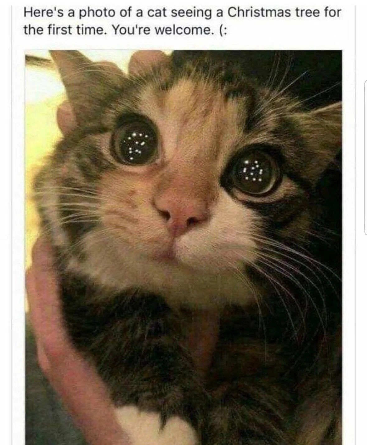 A heartwarming meme featuring a close-up photograph of a tabby cat with striking, oversized eyes that reflect small points of light, suggesting the glow of Christmas tree decorations. The cat is being gently held by a human hand, positioned such that it looks upward in apparent amazement. Above the image, a caption reads: 'Here's a photo of a cat seeing a Christmas tree for the first time. You're welcome. (:' The cat's expression—wide-eyed and curious—emphasizes the innocence and wonder of encountering holiday decorations for the first time, creating a wholesome and endearing effect.