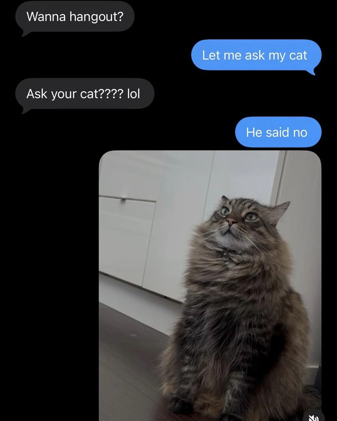 This meme features a text conversation screenshot paired with a photo of a wide-eyed fluffy tabby cat. The conversation opens with one person asking the other to hang out; the invitee responds that they need to ask their cat for permission. The asker laughs this off, and the invitee replies that the cat said no, attaching the photo of the startled looking cat. The joke plays on the relatable experience of introverted pet owners preferring to stay home with their cat over going out, using the cat as a funny excuse to decline the invitation. The cat's alarmed upward-looking expression adds to the humor of the meme.