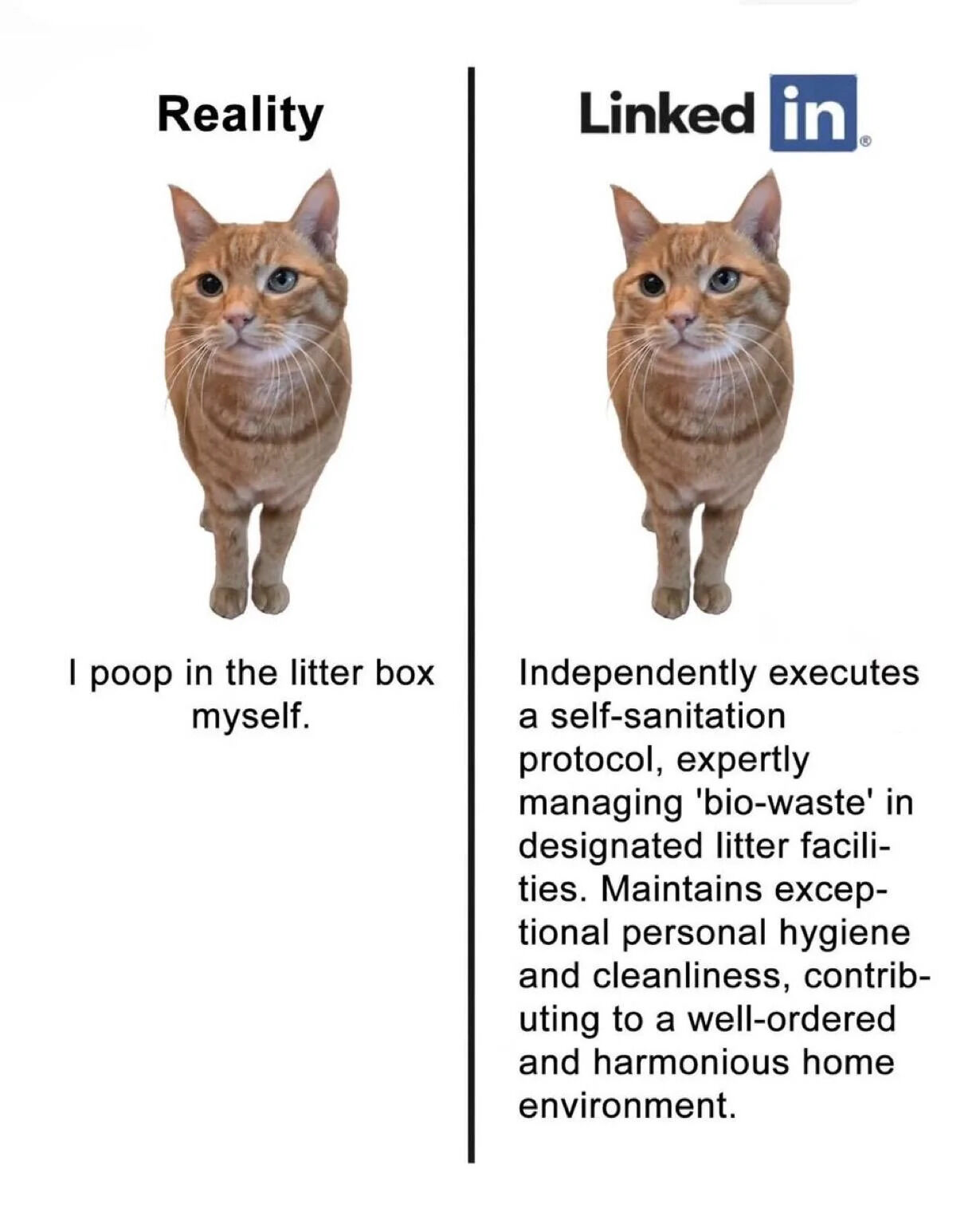 This two-panel split comparison meme satirizes the common LinkedIn culture of overinflating simple, basic tasks with fancy corporate jargon to sound more impressive on professional profiles and resumes. The left panel labeled 'Reality' features a real orange tabby cat, with a plain, straightforward description of the cat's basic natural habit: 'I poop in the litter box myself.'. The right panel, branded with the LinkedIn logo, rephrases this exact same simple action into a long, verbose resume-style paragraph full of over-the-top professional buzzwords. The same orange cat is used on both sides to highlight the stark contrast between plain reality and the overinflated professional language common on LinkedIn.