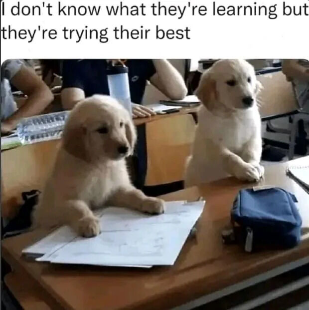The image depicts two golden retriever puppies sitting on a wooden desk in a classroom setting, mimicking students studying. Each puppy has its front paws resting on sheets of paper, with school supplies like a blue pencil case visible on the desk. In the background, there are blurred human figures, likely students, seated at other desks. At the top of the image, there is a text overlay that reads: 'I don't know what they're learning but they're trying their best.' The scene is wholesome and humorous, highlighting the puppies' cute attempt to participate in a classroom environment.