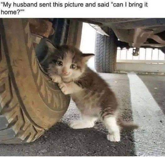 This wholesome meme features a small tabby kitten clinging tightly to a car tire, with wide, innocent eyes that look pleading. The text at the top of the image reads: *"My husband sent this picture and said 'can I bring it home?'"* The meme plays on the relatable scenario of someone using an animal's cuteness to convince their partner to adopt a pet, creating a heartwarming and adorable moment that resonates with pet lovers and couples alike.