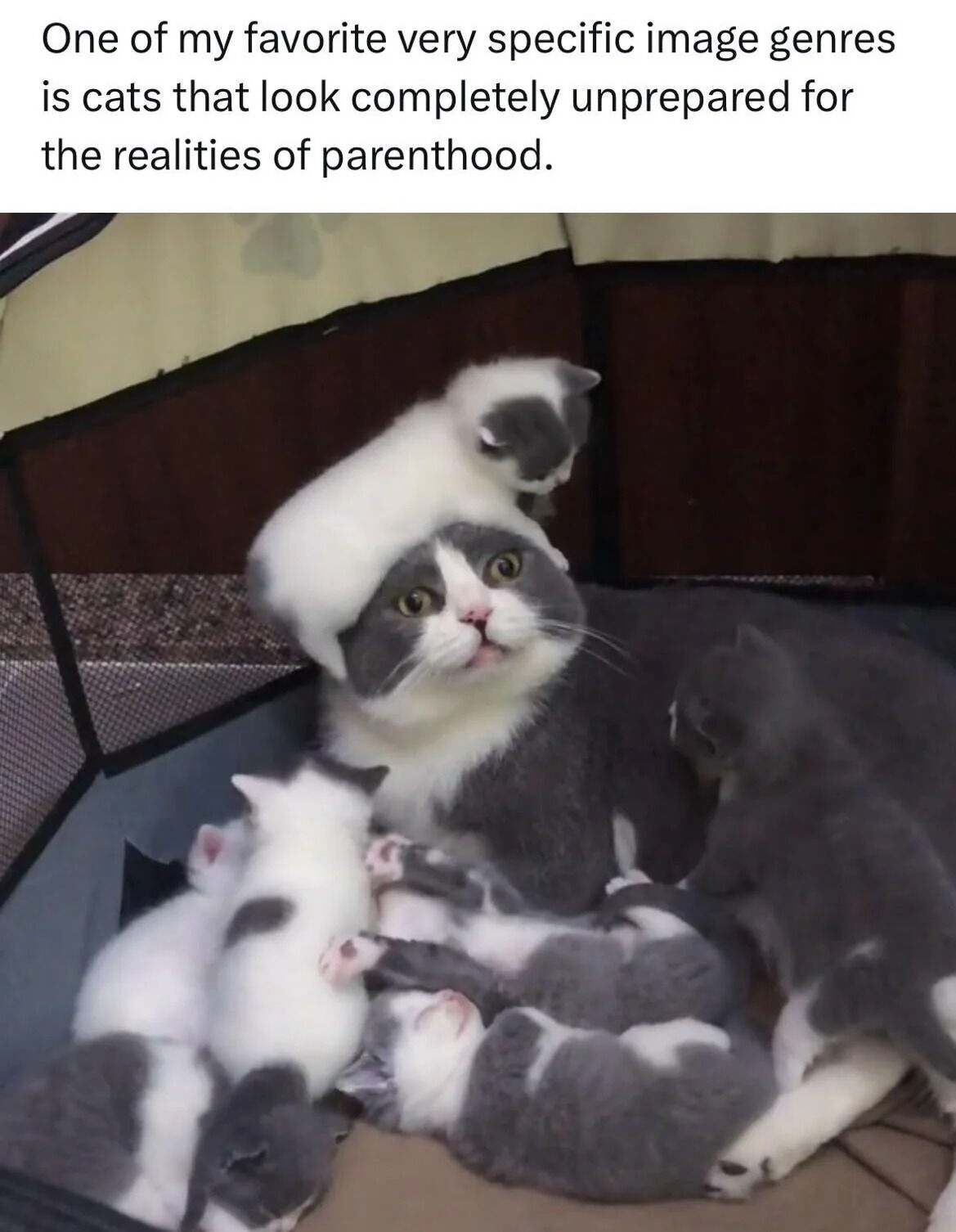 The image features a gray and white mother cat with large, startled yellow eyes, lying in what appears to be a small enclosed space (possibly a pet carrier or playpen). She is surrounded by several small kittens—some gray, some white with gray patches—that are climbing on her head, back, and body. One kitten is perched on top of her head, while others nuzzle near her chest or crawl over her legs. Above the photograph, a caption reads: 'One of my favorite very specific image genres is cats that look completely unprepared for the realities of parenthood.' The mother cat's expression of wide-eyed shock and the chaotic arrangement of kittens create a humorous parallel to human parents feeling overwhelmed by childcare responsibilities.