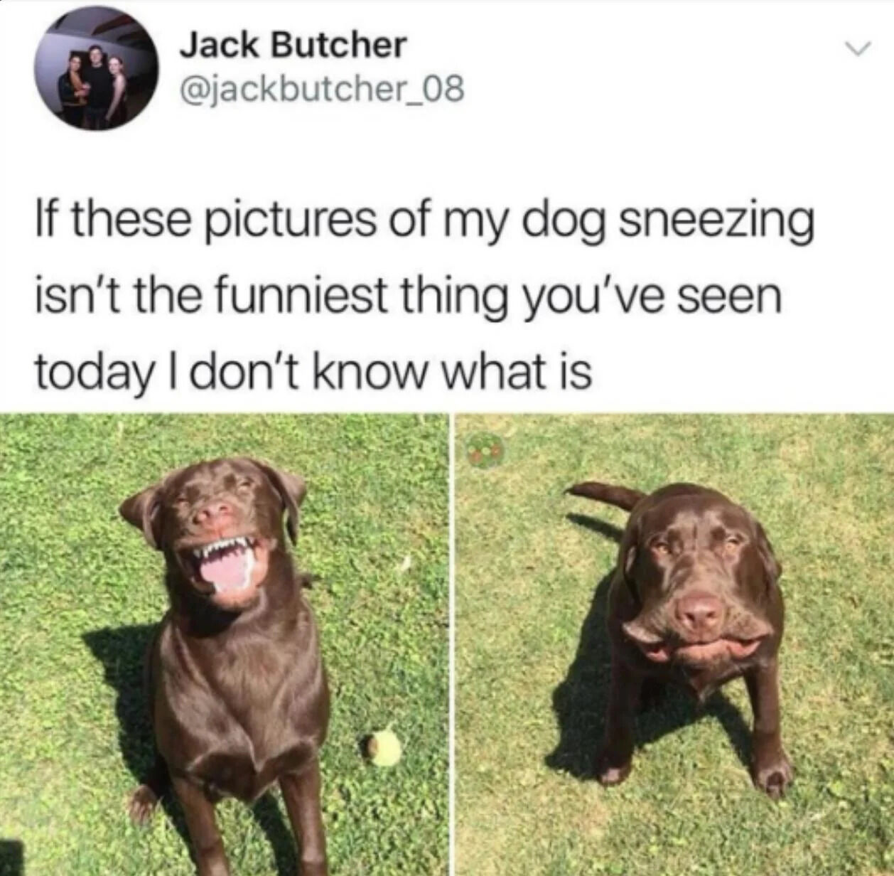 A screenshot of an X.com post by user Jack Butcher (@jackbutcher_08) featuring two side-by-side photographs of a brown dog on green grass. The left photo captures the dog mid-sneeze with its mouth wide open, teeth visible, and tongue protruding, creating a comical expression. The right photo shows the dog immediately after sneezing, appearing slightly dazed with a relaxed posture. Above the images, the post text humorously asserts, 'If these pictures of my dog sneezing isn’t the funniest thing you’ve seen today I don’t know what is,' emphasizing the lighthearted and amusing nature of the dog's sneezing moment.