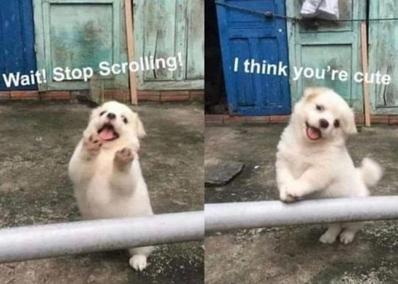 This is a two-panel wholesome meme featuring an adorable fluffy white puppy. In the left panel, the puppy stands on its hind legs with front paws raised, mouth open in an excited, urgent expression, paired with the text **Wait! Stop Scrolling!** to grab the viewer's attention as they browse their social media feed. In the right panel, the puppy leans against a metal bar with a soft, happy smile, and the text **I think you're cute** appears above it, delivering a warm, uplifting positive affirmation. The meme uses the puppy's endearing appearance to create a lighthearted, interactive moment, interrupting a typical scroll to spread joy and positivity.