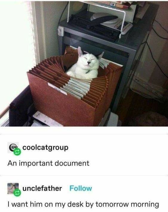 This meme consists of two parts: the upper section is a photograph of a white and gray cat curled up comfortably inside an open brown accordion-style document folder, appearing relaxed with its eyes closed and a content, almost smiling expression. The lower section is a screenshot of a social media comment thread. The top post from user 'coolcatgroup' captions the cat image with 'An important document', a visual pun that frames the cat as a critical work document by virtue of being inside a document organizer. The reply comment from user 'unclefather' reads 'I want him on my desk by tomorrow morning', leaning into common workplace tropes where urgent requests for key documents are made, replacing the document with the cute cat to create a humorous, wholesome twist on office demands. The joke relies on the double meaning of 'important document'—literally, the cat is in a document folder, so it's framed as such, and the reply plays along with the workplace context to treat the cat as a high-priority item.