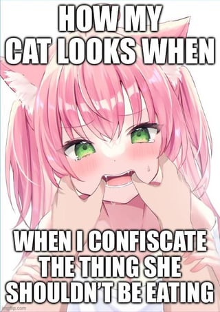 An animated meme featuring a pink-haired, green-eyed character with cat ears, displaying an embarrassed and surprised expression. The top text reads 'HOW MY CAT LOOKS WHEN' and the bottom text reads 'WHEN I CONFISCATE THE THING SHE SHOULDN'T BE EATING'. The character is shown holding her cheeks with both hands, mouth slightly open, mimicking a cat's reaction to having a forbidden item taken away.