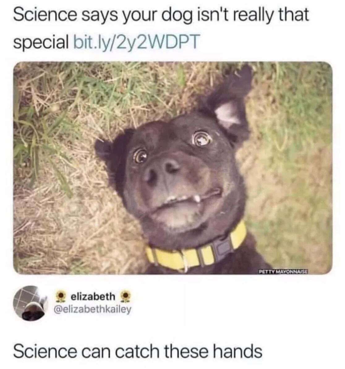 A meme consisting of a photograph of a black dog with a yellow collar lying on grass, looking upward with wide, shocked eyes and a slightly open mouth. The top text reads 'Science says your dog isn't really that special bit.ly/2y2WDPT' with a shortened URL, and the bottom text responds with 'Science can catch these hands.' The dog's expressive face—characterized by large, round eyes and a partially open mouth—creates a humorous contrast with the dismissive scientific claim, emphasizing a sarcastic defense of the dog's uniqueness.