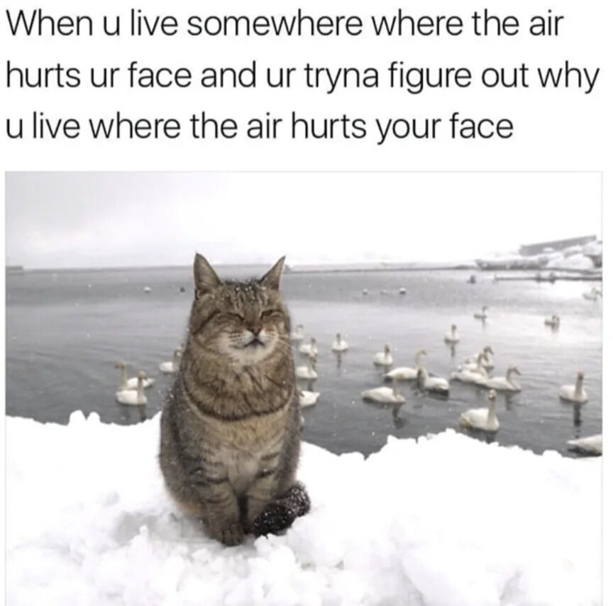 A meme featuring a real tabby cat sitting in a snowy outdoor setting. The cat has its eyes partially closed (squinting) and appears to be enduring cold weather, with snowflakes visible on its fur. Behind the cat, a body of water with numerous white swans swimming is visible, surrounded by snow-covered terrain. The top text overlay reads: 'When u live somewhere where the air hurts ur face and ur tryna figure out why u live where the air hurts your face', humorously capturing the relatable feeling of questioning one's choice to live in a cold climate when exposed to harsh, painful cold air.