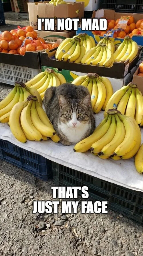 This meme features a real tabby cat with a naturally stern, grumpy-looking resting face, sitting nestled between multiple bunches of yellow bananas on an outdoor fruit market stall. Large text overlaid on the image reads 'I'M NOT MAD' at the top and 'THAT'S JUST MY FACE' at the bottom, humorously explaining the cat's unamused appearance is just its normal face, not that it is actually angry.