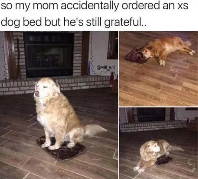 A multi-panel meme featuring a golden retriever and an accidentally ordered extra-small (XS) dog bed. The left panel shows the dog sitting upright on the tiny bed, appearing content despite the bed being much too small for its size. The top right panel depicts the dog lying on the floor next to the small bed, and the bottom right panel shows the dog蜷缩 on the tiny bed, further emphasizing the bed's diminutive size relative to the dog. The text at the top reads, 'so my mom accidentally ordered an xs dog bed but he's still grateful..', highlighting the dog's apparent gratitude despite the sizing mistake.