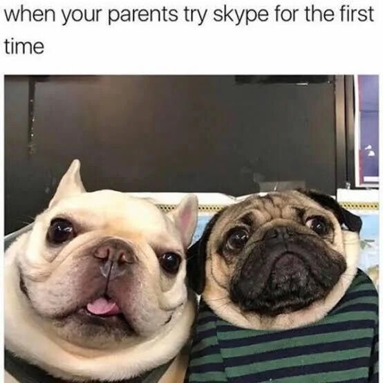 A meme featuring two dogs, a French Bulldog and a Pug, sitting close together indoors. The French Bulldog has a curious expression with its tongue slightly out, while the Pug appears serious and focused. Above the dogs is a text overlay that reads 'when your parents try skype for the first time,' humorously comparing the dogs' earnest and slightly confused demeanor to how parents might look when using video call technology for the first time.
