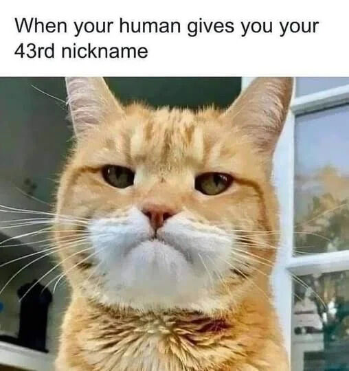 A meme featuring a close-up photograph of an orange tabby cat with a slightly indifferent or unamused facial expression. The top text reads 'When your human gives you your 43rd nickname', humorously capturing the cat's relatable reaction to receiving numerous nicknames from its owner. The background shows an indoor setting with a window, suggesting a home environment.