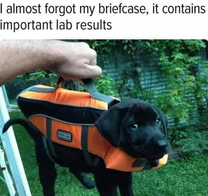 This is a wholesome pun meme that plays on the double meaning of the phrase "lab results". The image shows a real black Labrador Retriever (a "lab" dog for short) being carried inside an orange and black pet carrier that resembles a briefcase, with a person's hand holding the carrier handle. The text above the image reads "I almost forgot my briefcase, it contains important lab results", which jokes that the "lab results" are literally the Labrador (lab) dog inside the briefcase instead of the expected medical laboratory test results.