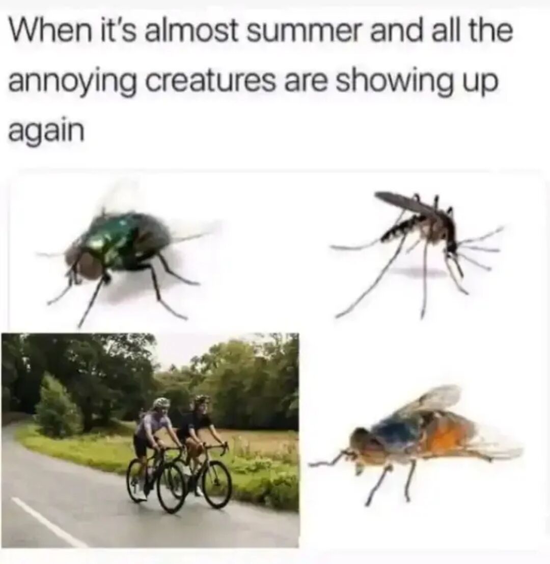 The meme uses sarcasm to joke about common summer frustrations. It starts with text that reads "When it's almost summer and all the annoying creatures are showing up again", followed by images of universally disliked summer pests: a green bottle fly, a mosquito, and another common fly. The final unexpected entry in the 'annoying creatures' list is a photograph of two cyclists riding side-by-side to occupy an entire rural road lane, implying that cyclists who block road access for other users are as irritating as biting or buzzing summer insects.