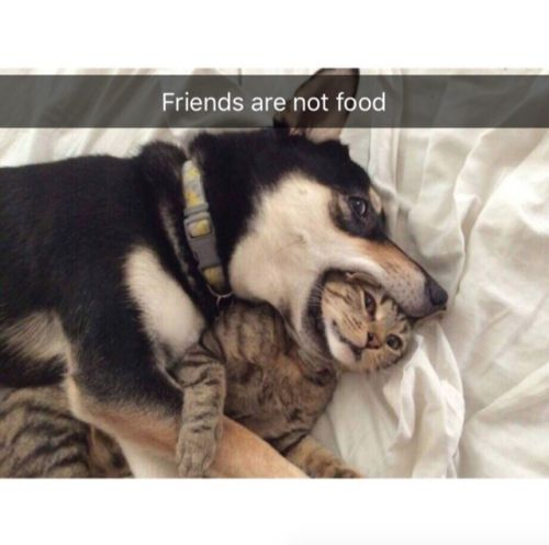 The meme features a candid photo of a black-and-white domestic dog lying on a white bed sheet, with its mouth gently wrapped around the head of a tabby cat. The cat has wide, anxious-looking eyes, while the dog appears calm and relaxed. A text overlay at the top of the image reads 'Friends are not food'. The humor stems from the visual irony: the dog’s position mimics predatory behavior, directly contradicting the friendly, reassuring text. This creates an absurd, wholesome joke that plays on common stereotypes of dogs and cats being adversarial, while framing their interaction as playful friendship. The contrast between the action and the caption is the core of the visual joke, making it relatable to pet owners and meme audiences alike.