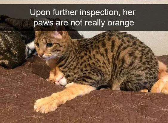 The image features a tabby cat with a spotted coat lying on a brown quilted bedspread. A smaller orange cat is partially positioned underneath the tabby cat, causing the tabby's front paws to appear orange at first glance. A text overlay at the top reads, 'Upon further inspection, her paws are not really orange,' humorously clarifying that the orange color is actually from the smaller cat's fur, not the tabby's paws. The scene is wholesome and lighthearted, emphasizing a cute optical illusion created by the cats' positioning.