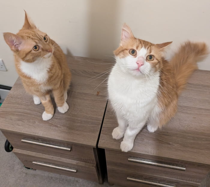 This photo features two real fluffy orange-and-white domestic cats sitting on top of adjacent grey wooden drawer units. The larger cat (Cheebs) sits on the right, looking directly at the viewer with wide curious eyes, while the smaller cat (Cheebs Jr.) sits on the left, looking off to the side. The two cats share similar orange and white coat markings, matching their paired names implying they are a parent and junior pair of cats.