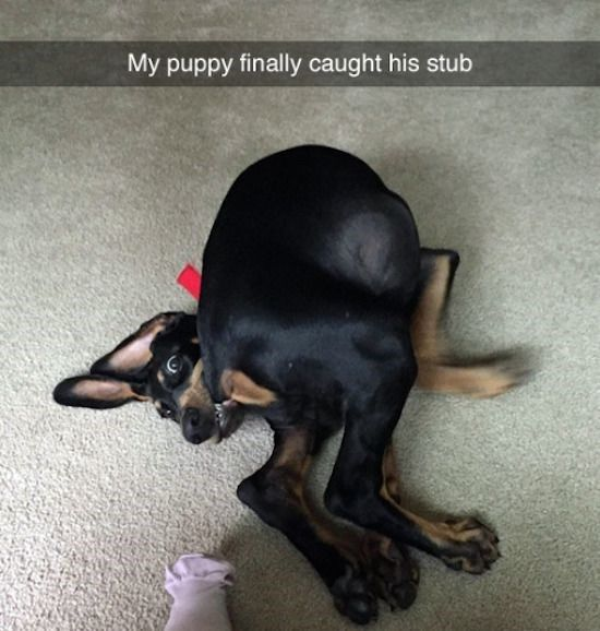 The image captures a candid, funny moment of a young black and tan Doberman puppy lying on a light beige indoor carpet. The puppy is twisted completely around its own midsection, biting its own short docked tail stub, with wide, shocked, playful eyes. Its hind legs are slightly motion-blurred, indicating it had been spinning in circles to chase its tail before successfully catching it. A light gray text overlay at the top of the image reads 'My puppy finally caught his stub'. The partial view of a human foot wearing a pale pink sock is visible at the bottom left corner of the frame. The humor comes from the relatable, silly behavior of puppies chasing their own tails, with this puppy looking genuinely surprised to have finally caught his extremely short tail.