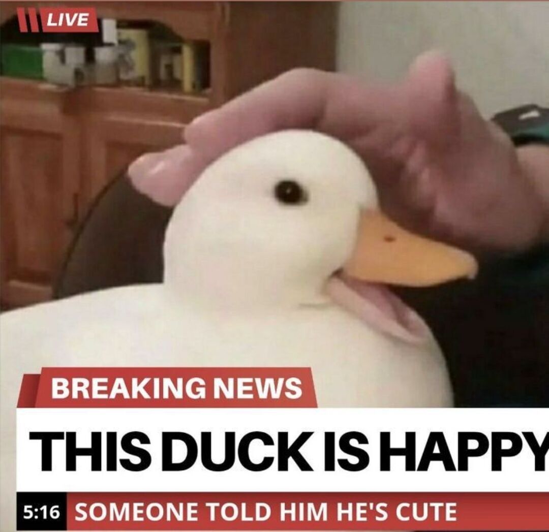 The image is formatted as a parody of a live cable news breaking report. It shows a fluffy white domestic duck with a yellow beak, appearing happy with its beak slightly open, as a human hand gently pets the top of its head. The background features a wooden kitchen cabinet with various containers stored on the shelf. Fake news graphics are overlaid on the image: a 'LIVE' indicator at the top left, a red 'BREAKING NEWS' banner, a main headline reading 'THIS DUCK IS HAPPY', and a lower sub-banner with a 5:16 timestamp that says 'SOMEONE TOLD HIM HE'S CUTE'. The humor comes from framing a tiny, wholesome, mundane happy event as an urgent, important breaking news story.
