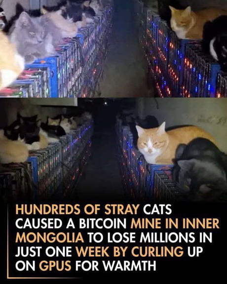 A two-panel collage image featuring stray cats in a Bitcoin mine. The top panel shows multiple stray cats (gray, orange, black, tabby) lying on rows of glowing GPU units with blue and red LED lights. The bottom panel displays a similar scene with a prominent orange cat with a white chest among other cats. Below the panels, bold text reads: 'HUNDREDS OF STRAY CATS CAUSED A BITCOIN MINE IN INNER MONGOLIA TO LOSE MILLIONS IN JUST ONE WEEK BY CURLING UP ON GPUS FOR WARMTH'. The image humorously depicts how cats seeking warmth disrupted mining operations.