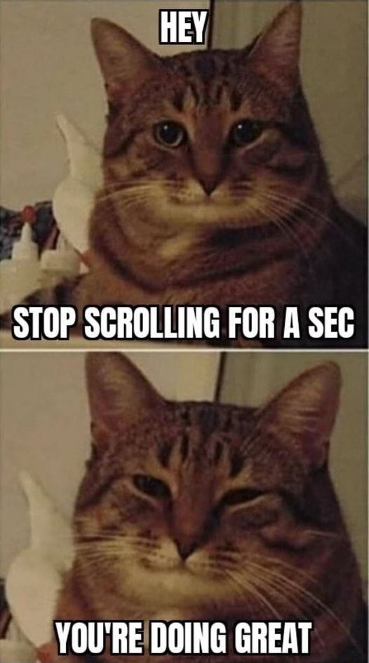 This is a two-panel wholesome meme featuring a real brown tabby cat. In the top panel, the cat stares directly at the viewer, with the text 'HEY' above its head and 'STOP SCROLLING FOR A SEC' below, asking the viewer to pause their social media scrolling. In the bottom panel, the same cat softens into a warm relaxed expression with half-closed eyes, and the text below reads 'YOU'RE DOING GREAT', delivering a gentle encouraging, uplifting message to the viewer. It is a small pick-me-up designed for people browsing through social media feeds.