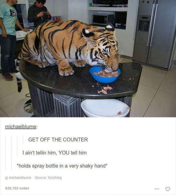 This meme consists of a photograph of a full-grown tiger calmly eating raw meat out of a blue bowl placed on a dark kitchen counter, while two human men stand nervously in the background of the modern kitchen, too intimidated to approach the large animal. Below the photo is a humorous Tumblr text exchange from user michaelblume, formatted as a conversation: the first line is a yell of 'GET OFF THE COUNTER', a common reprimand given to house cats that climb on kitchen surfaces. The second line responds 'I ain't tellin him, YOU tell him', followed by a stage direction '*holds spray bottle in a very shaky hand*'. The joke draws humor from the absurd contrast between the relatable, mundane pet owner experience of scolding a cat for being on the counter, and the extremely dangerous reality of confronting a full-sized tiger that has taken over the kitchen surface, making the idea of disciplining the animal obviously ridiculous as everyone present is too scared to approach it.