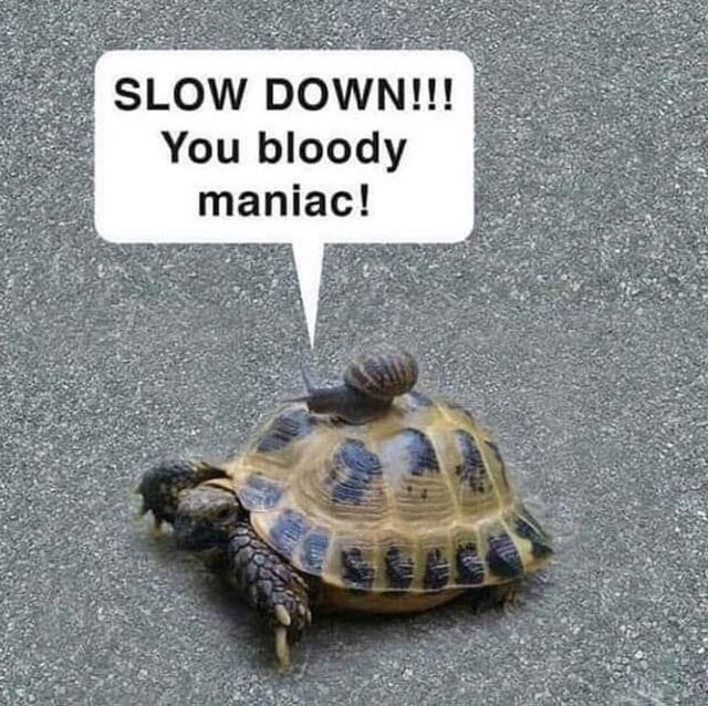 This meme features a real photograph of a snail perched on the back of a tortoise, which is moving across a grey paved surface. A white speech bubble above the snail contains the aggressive, frustrated text: 'SLOW DOWN!!! You bloody maniac!' The core humor comes from the extreme situational irony: both snails and tortoises are universally recognized as extremely slow-moving creatures. The snail's over-the-top reaction to the tortoise's pace is absurd, as the tortoise is not moving fast by any standard, let alone 'maniacally' so. This joke plays on the audience's shared expectation of these animals' slowness, creating a comedic reversal where the snail perceives the tortoise as dangerously quick. The image uses real wildlife footage edited with added text to deliver the punchline, leaning into lighthearted absurdity and playful exaggeration.
