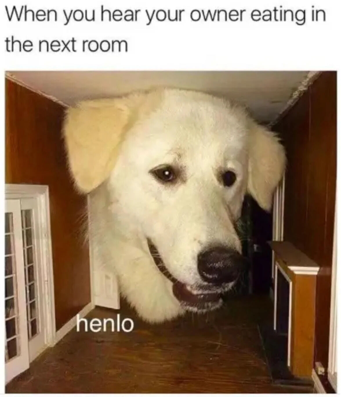 This meme uses a clever forced perspective photograph of a large white dog to create the illusion that the dog's head is enormous, filling a home hallway. The top text reads **When you hear your owner eating in the next room**, and the dog has a caption below it that says *henlo* (a cutesy, misspelled version of 'hello'). The humor comes from the relatable scenario of pets immediately perking up and seeking attention when their owners are eating, with the exaggerated size of the dog emphasizing how the pet seems to dominate the space in their eagerness. The tone is wholesome and endearing, appealing to pet owners and lovers.