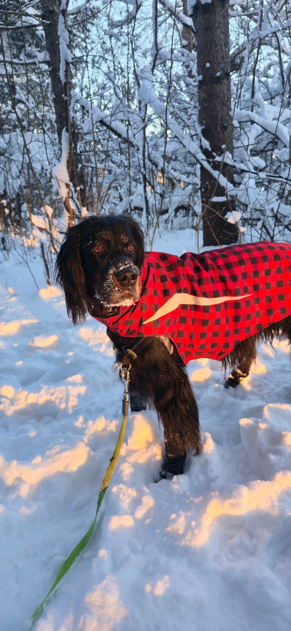A black Gordon Setter dog stands in a snowy forest, wearing a red and black checkered coat. The dog has snow dusted on its nose and muzzle, and a yellow leash is attached to its harness. Sunlight filters through the snow-covered trees, casting warm highlights on the snow around the dog. The forest background features tall trees with snow-laden branches, creating a serene winter scene. The dog appears calm and content, standing still in the snow.
