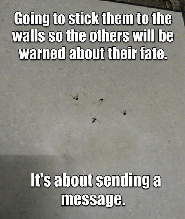 A meme image featuring a gray, textured surface with four dead insects (likely mosquitoes or flies) arranged on it. The image contains two blocks of bold white text with a black outline: the top text reads 'Going to stick them to the walls so the others will be warned about their fate.' and the bottom text reads 'It's about sending a message.' The humor arises from the absurdity of treating dead insects as a warning to others, anthropomorphizing them and using a serious tone ('sending a message') for a trivial situation, creating a sarcastic and funny effect.