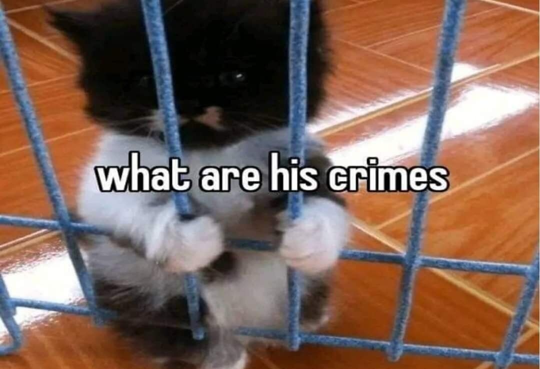 This viral wholesome meme features a real black-and-white tuxedo cat standing behind a blue metal pet gate, gripping the gate's bars with its front paws. The positioning makes the cat look like it is locked in a jail cell, with the overlaid text 'what are his crimes'. The joke leans into the contrast between the cat's cute, innocent appearance and its framing as a prisoner, creating a silly, lighthearted bit where audiences joke about the cat's minor 'crimes' (like knocking over a drink or scratching furniture).
