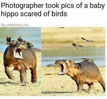 This is a two-panel wholesome funny meme. The top explanatory text states that a photographer captured images of a baby hippo that is afraid of birds. The left panel shows a young baby hippo standing on a sandy shore next to a body of water, with multiple small birds perched on its head and back. The hippo has its mouth wide open in a clear scream of distress, with one front leg lifted as if it is panicking and trying to run. The right panel shows the same baby hippo leaning forward, still with its mouth wide open in fear, as some of the birds fly away from its back, while a few remain perched on its hindquarters. The humor comes from the huge overreaction of the large baby hippo to the tiny, harmless birds that are commonly found perched on adult hippos to eat parasites off their skin.