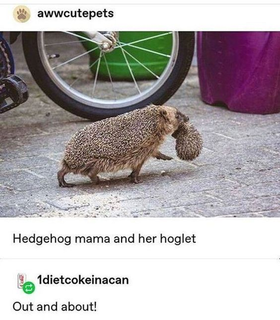 This is a screenshot of a social media post featuring a real photograph of an adult mother hedgehog carrying her baby hoglet in her mouth, walking across a paved sidewalk next to a bicycle wheel. The moment captures a sweet, wholesome instance of maternal animal behavior as the mother moves her baby to safety. The screenshot shows the original poster's username at the top, a caption describing the subjects under the photo, and a user comment at the bottom.
