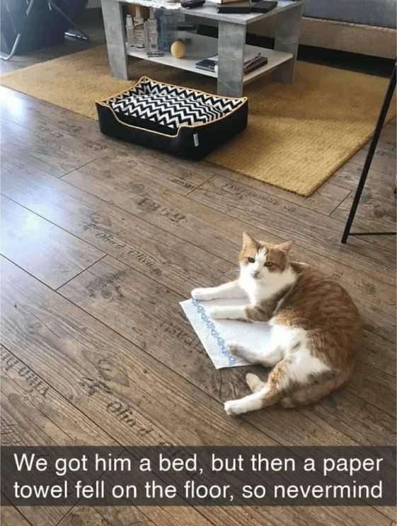 The image features an orange and white cat lying comfortably on a crumpled paper towel spread across a wooden floor. In the background, a black pet bed with a white chevron pattern sits unused on a yellow rug, next to a small coffee table. The caption below the photo reads: *We got him a bed, but then a paper towel fell on the floor, so nevermind*. This meme playfully captures the quirky, relatable behavior of pets choosing simple, mundane items over their intended, more comfortable accessories.